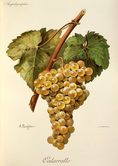 Hrozen Fiano od A. Kreydera od Alexis Kreyder