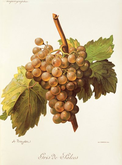 Hrozna Gris de Salces od A. Kreydera od Alexis Kreyder