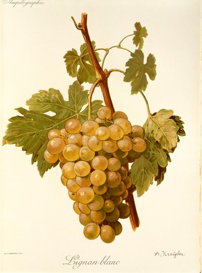 Hrozna Lignan Blanc od A. Kreydera od Alexis Kreyder