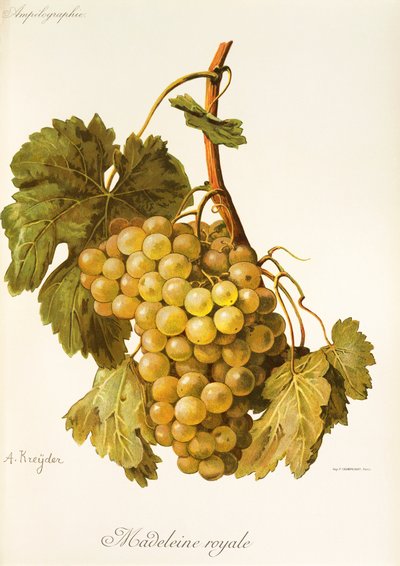 Hrozna Madeleine Royale od A. Kreydera od Alexis Kreyder