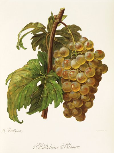 Hrozna Madeleine Salomon od A. Kreydera od Alexis Kreyder
