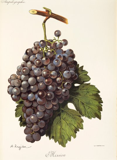 Mission grape od A. Kreydera od Alexis Kreyder