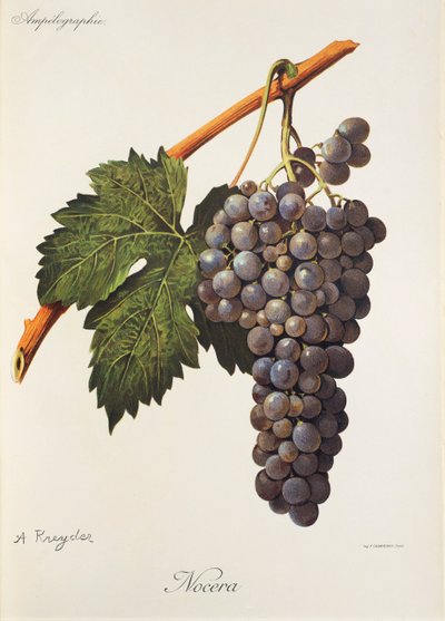 Hrozna Nocera od A. Kreydera od Alexis Kreyder