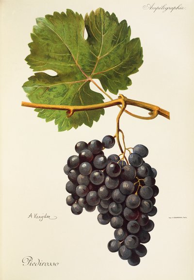 Hrozen Piedirosso od A. Kreydera od Alexis Kreyder