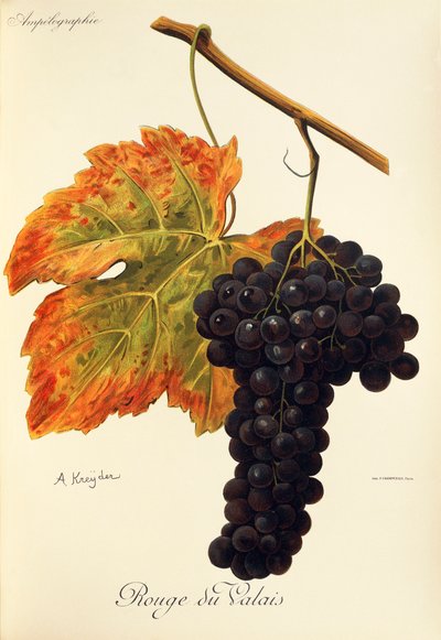 Hrozna Rouge du Valais od A. Kreydera od Alexis Kreyder