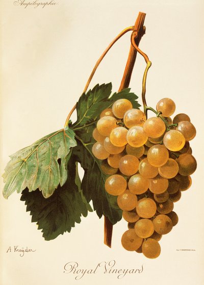 Hrozen Royal Vineyard od A. Kreydera od Alexis Kreyder