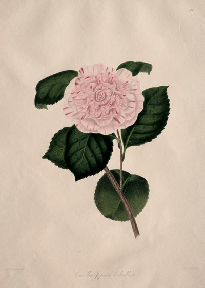 Ilustrace a popisy...přírodního řádu Camellieae: č. 41 od Alfred Chandler