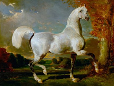 Arabský hřebec od Alfred Dedreux