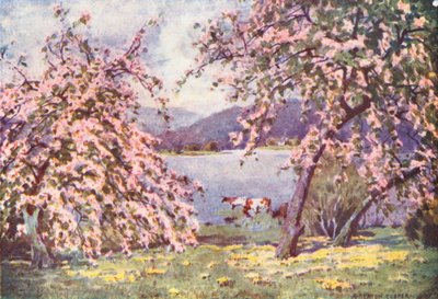 Lake District: Esthwaite Water, Apple Blossom (barevná litografie) od Alfred Heaton Cooper