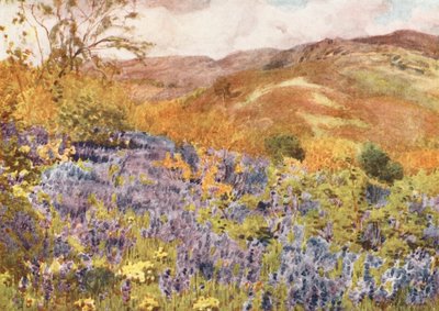 Lake District: Wild Hyacinths (barevná litografie) od Alfred Heaton Cooper