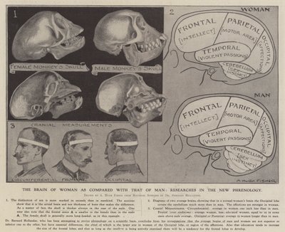 Mozek ženy ve srovnání s mozkem muže: výzkumy v nové frenologii (litho) od Alfred Hugh Fisher