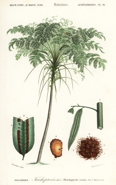 Treefern, Cyathea species., 1849 (rytina) od Alfred Riocreux