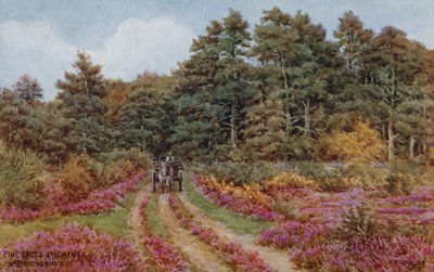 Borovice a vřes poblíž Brockenhurst od Alfred Robert Quinton