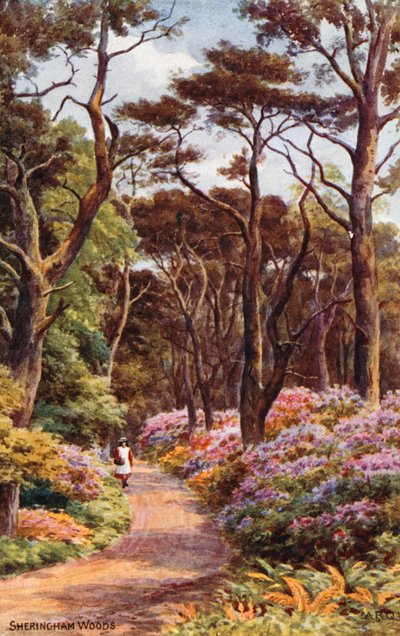 Sheringham Woods od Alfred Robert Quinton