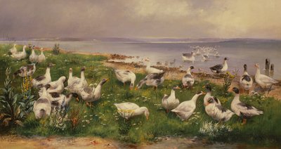 Husy od Alfred Schonian