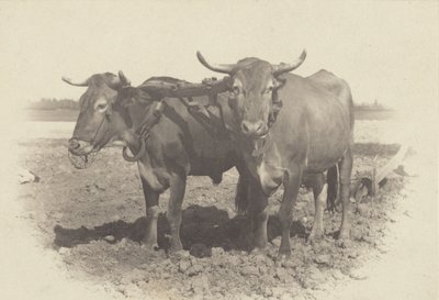 od Alfred Stieglitz