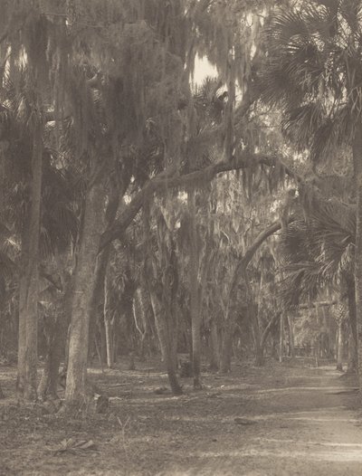 V Rockledge na Floridě od Alfred Stieglitz