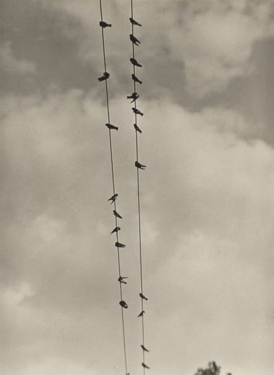 Ptáci od Alfred Stieglitz