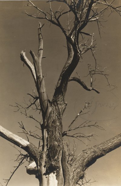 Dying Chestnut Tree (verso) od Alfred Stieglitz