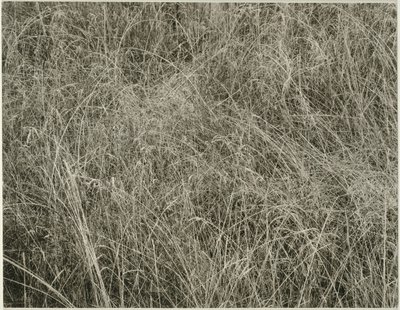 Tráva, 1933. od Alfred Stieglitz