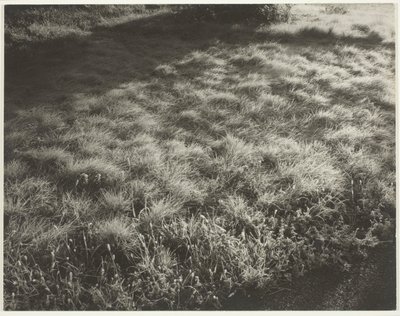 Tráva a mráz od Alfred Stieglitz