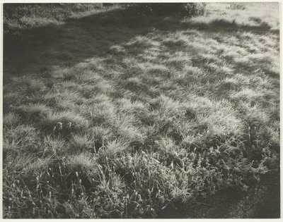 Tráva a mráz, 1934. od Alfred Stieglitz
