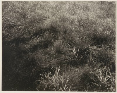 Trávy od Alfred Stieglitz