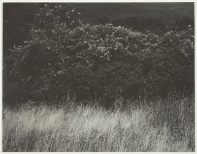Živý plot a trávy - Lake George od Alfred Stieglitz