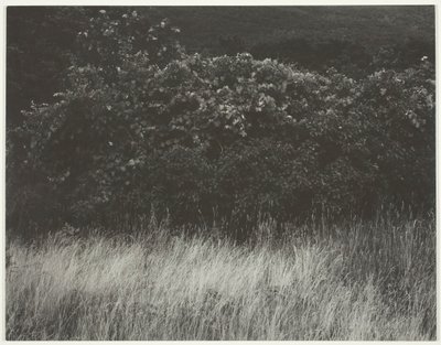Živý plot a trávy - Lake George, 1933. od Alfred Stieglitz