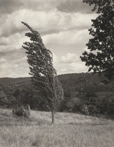 Poplar – Lake George od Alfred Stieglitz