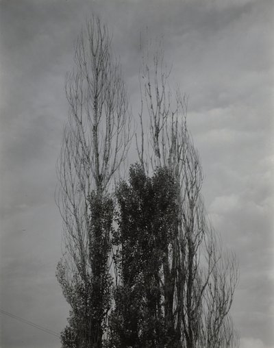 Topoly – Lake George od Alfred Stieglitz