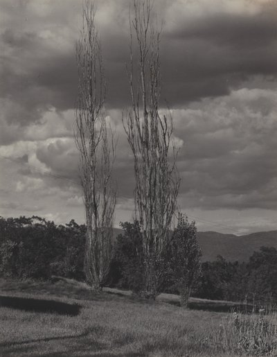 Topoly – Lake George od Alfred Stieglitz