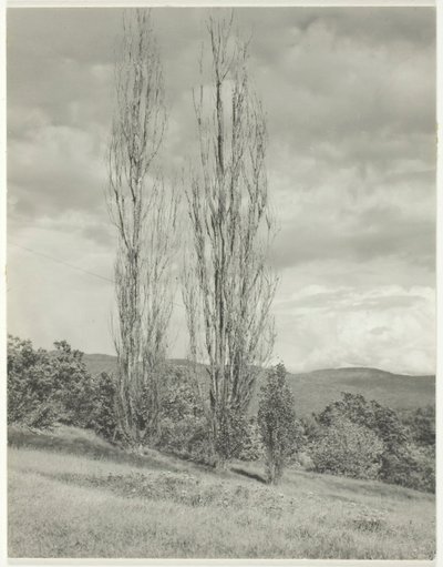 Topoly — Lake George, 1935. od Alfred Stieglitz