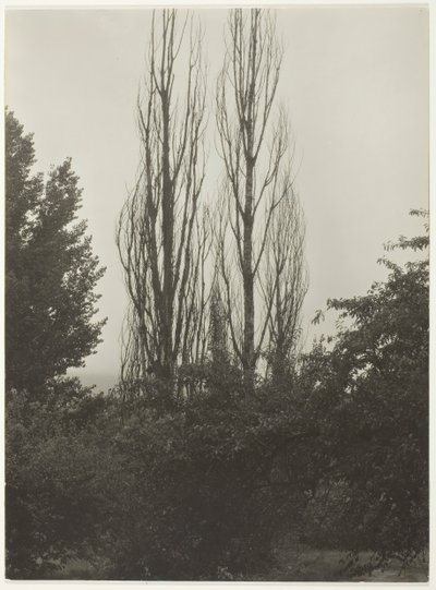 Topoly - Lake George, 1935. od Alfred Stieglitz