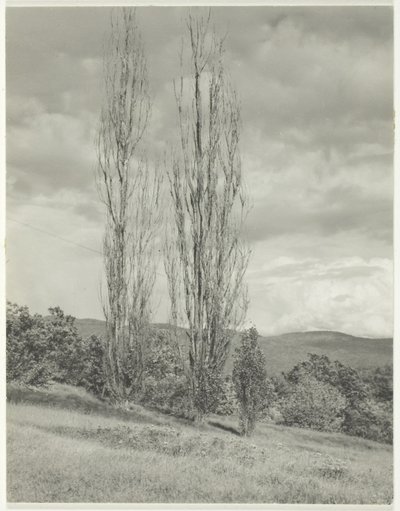 Poplars Lake George od Alfred Stieglitz