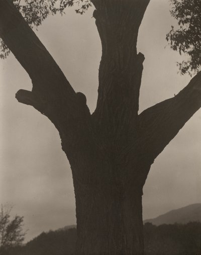 Umírající kaštan od Alfred Stieglitz