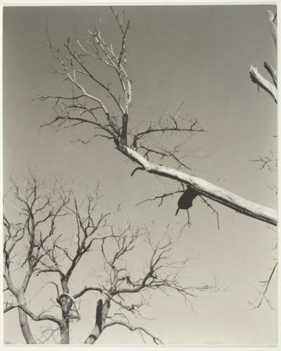 Umírající kaštan - můj učitel od Alfred Stieglitz