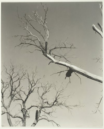 Umírající kaštanovník — můj učitel, 1927. od Alfred Stieglitz