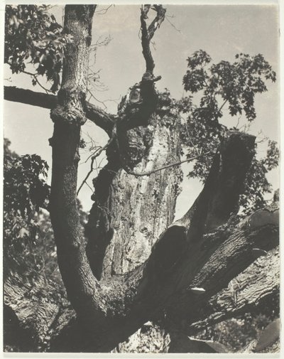 The Old Maple - Lake George, 1926. od Alfred Stieglitz