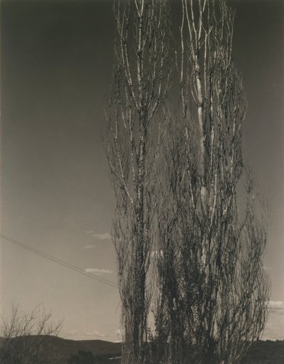 Dva topoly, jezero George od Alfred Stieglitz