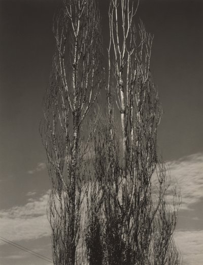 Dvě topoly, jezero George od Alfred Stieglitz