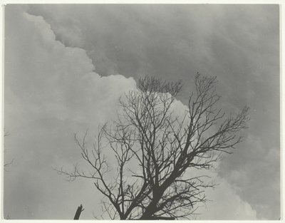Sada stromů 3 od Alfred Stieglitz