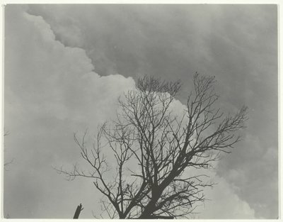 Sada stromů 3, c. 1924. od Alfred Stieglitz