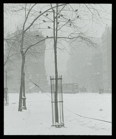 Strom na sněhu, New York od Alfred Stieglitz