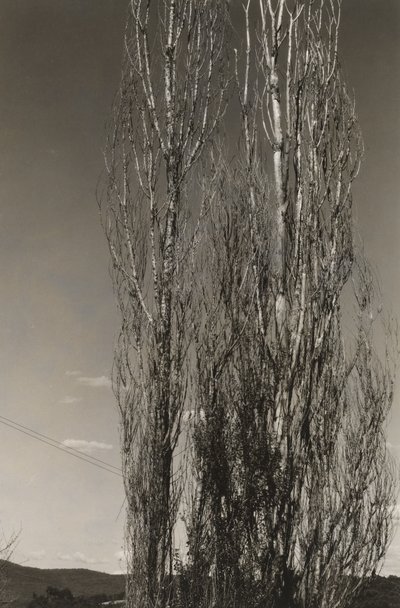 Dva topoly, jezero George (recto) od Alfred Stieglitz