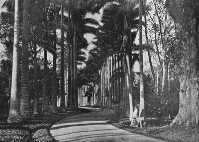 Kapustové palmy v zahradách Peradeniya, c1890, 1910 od Alfred William Amandus Plate