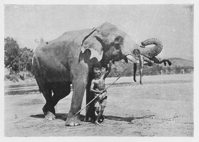 Maligawa Elephant and Mahouts, c1890, 1910 od Alfred William Amandus Plate