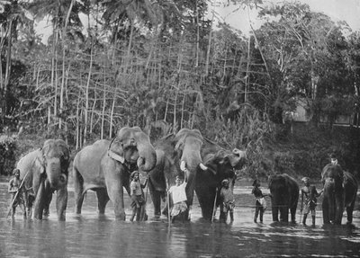 Koupání posvátných slonů v Mahaweli Ganga v Katugastota, c1890, 1910 od Alfred William Amandus Plate