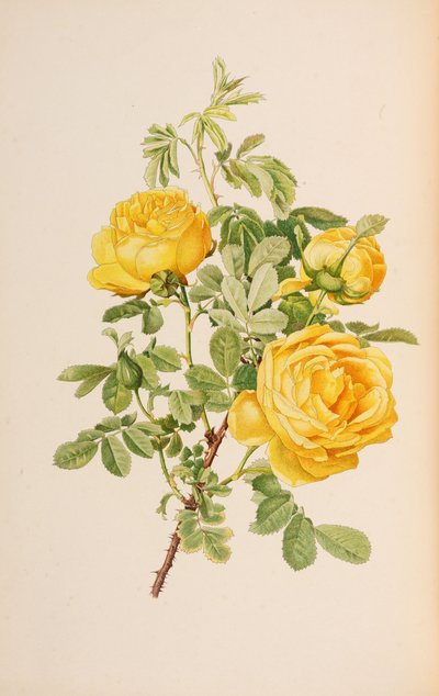 Ilustrace z The genus rosa od Ellen Willmott, 1914. od Alfred William Parsons