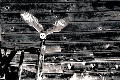 In der Luft, aus der Serie Schleiereule, 2018 von Alice Gur-Arie